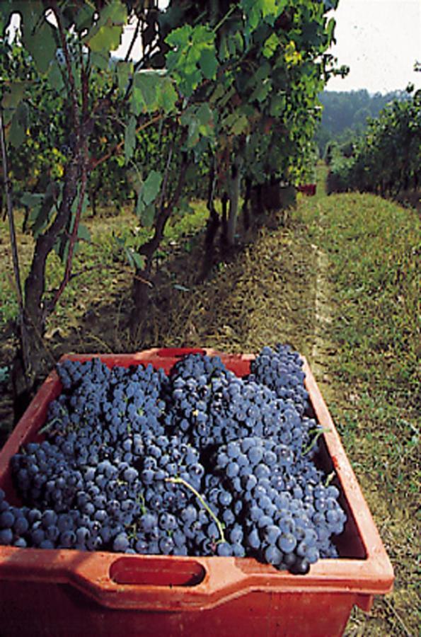 Marchesi Incisa Winery Lodge Rocchetta Tanaro Luaran gambar